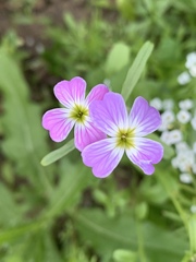 Malcolmia maritima