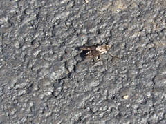 Tabanus trimaculatus