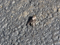 Tabanus trimaculatus