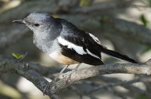 Oriental Magpie-Robin (Copsychus saularis), photo 6