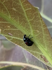 Synolabus bipustulatus