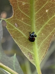 Synolabus bipustulatus