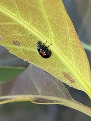 Synolabus bipustulatus