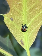 Synolabus bipustulatus
