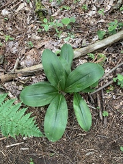 Clintonia