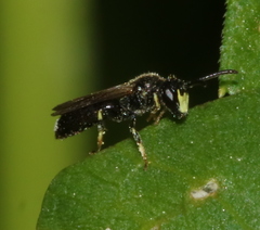 Hylaeus mesillae cressoni