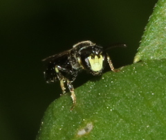 Hylaeus mesillae cressoni