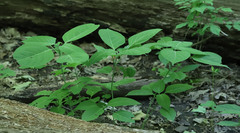 Collinsonia canadensis