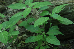 Collinsonia canadensis