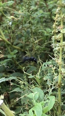 Anterhynchium flavomarginatum