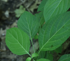 Collinsonia canadensis