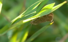 Athripsodes cinereus