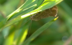 Athripsodes cinereus