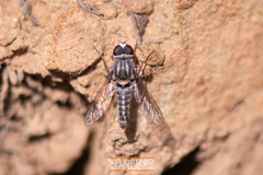 Aphoebantus