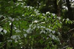 Cornus kousa