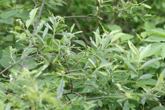 Salix sericea