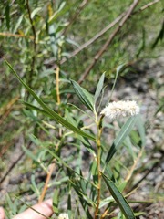 Salix melanopsis