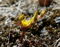 Sedum radiatum