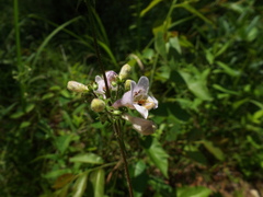 Penstemon