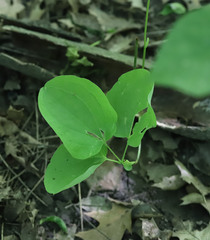 Smilax ecirrhata