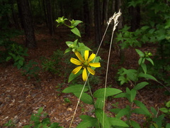 Silphium asteriscus