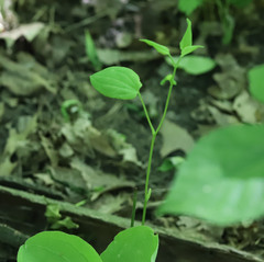 Smilax ecirrhata