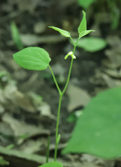 Smilax ecirrhata