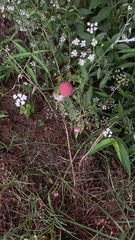 Gomphrena globosa