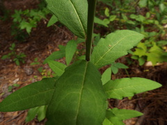 Silphium asteriscus
