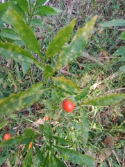 Solanum pseudocapsicum