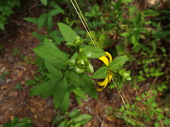 Silphium asteriscus
