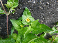 Acmella oppositifolia