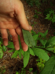 Silphium asteriscus