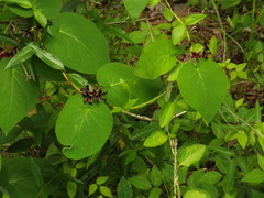 Matelea carolinensis