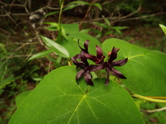 Matelea carolinensis