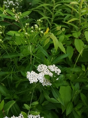 Achillea millefolium borealis