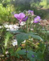 Geranium platyanthum