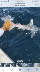 Carcharhinus plumbeus