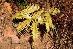 Dicranopteris linearis