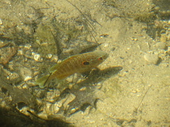 Lepomis peltastes