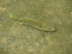 Lepomis peltastes