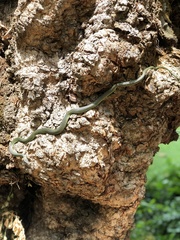 Chrysopelea paradisi