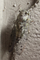 Neocicada hieroglyphica