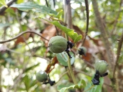 Passiflora cuspidifolia