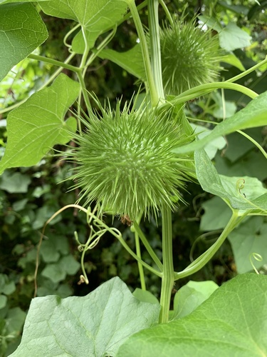 California Manroot fruiting
