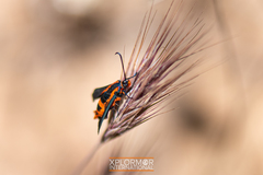 Synanthedon polygoni