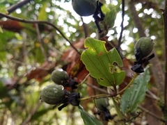 Passiflora cuspidifolia