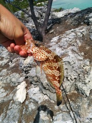 Epinephelus guttatus