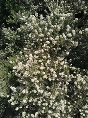Ceanothus fendleri