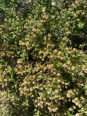 Physocarpus monogynus